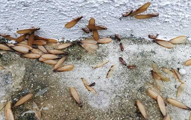 termites near a foundation