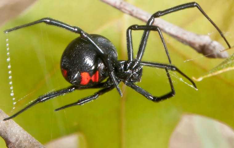 black widow on a web