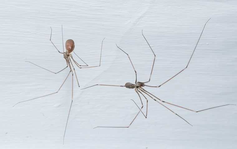 two spiders in a house