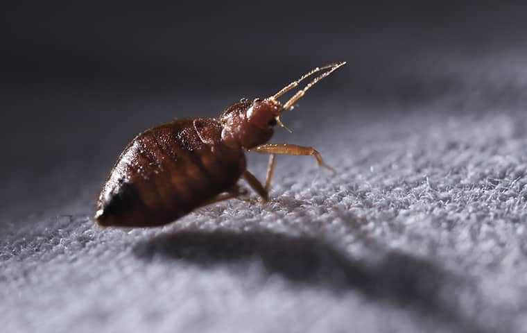 bed bugs on a blanket
