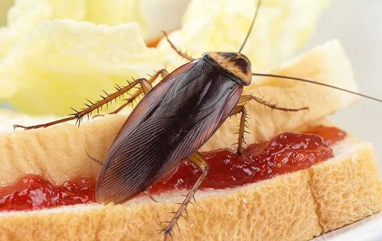 a cockroach on a sandwich