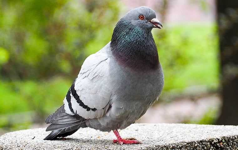 a pigeon on a pillar