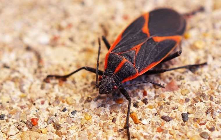 a boxelder bug on gravel