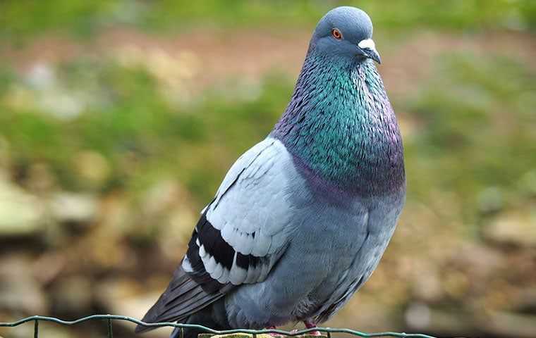 a spring pigeon