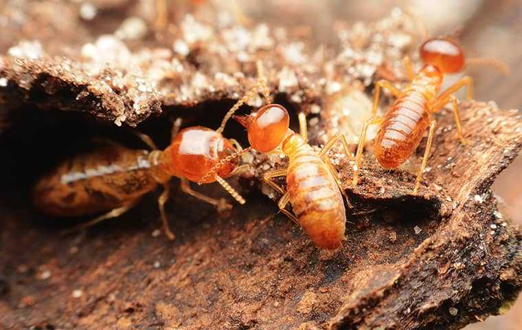 a group of three termites on wood