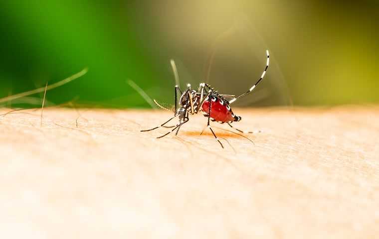 a mosquito eating blood