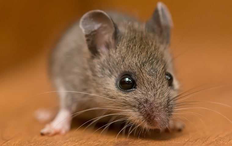 a little house mouse in a home