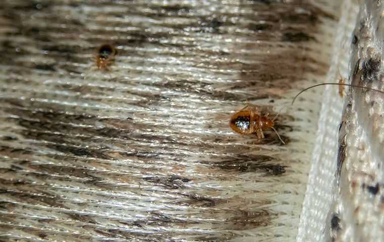 bed bugs on a dirty mattress