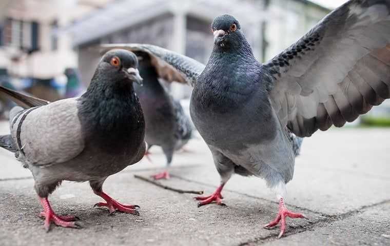 a couple pigeons on a sidewalk