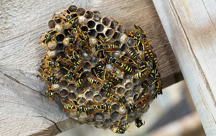 wasps on wood