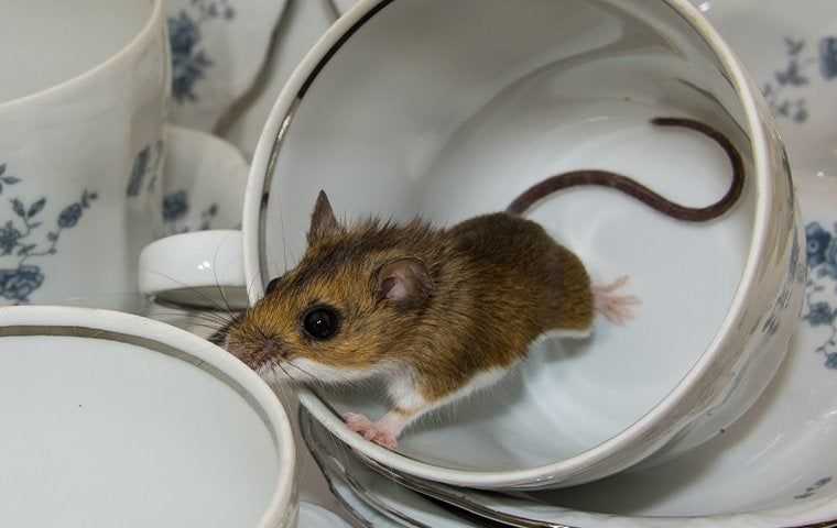House mouse in kitchen teacups