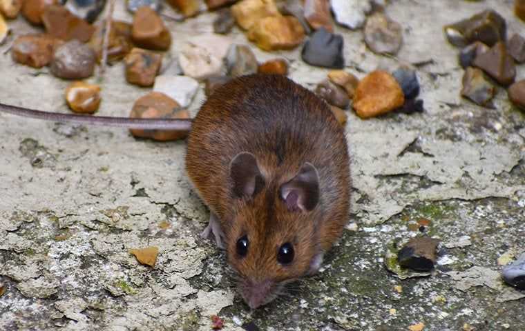 a mouse on the ground