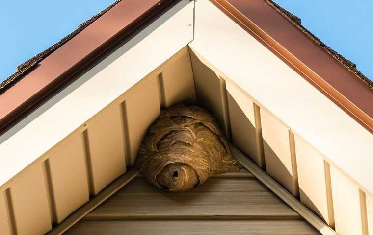 a wasp nest on a house