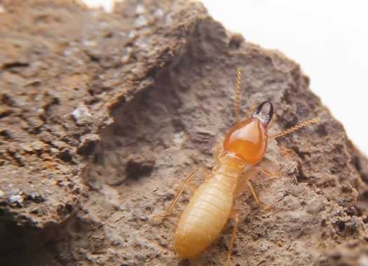 termite on a rock
