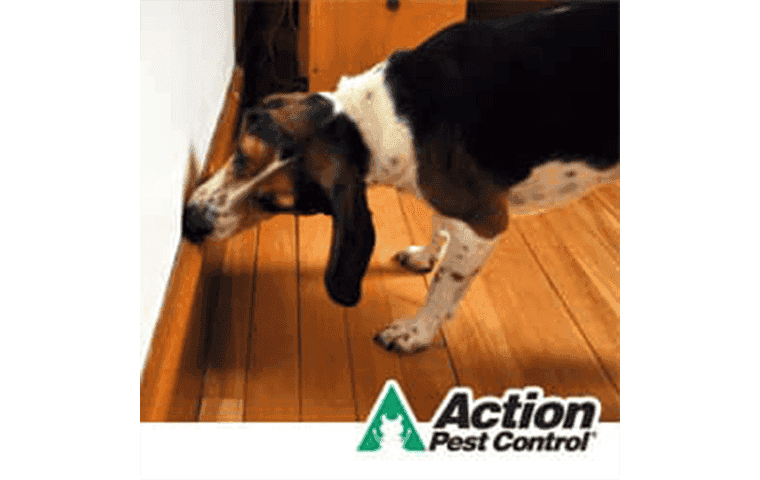 Bed Bug Dog Inspection