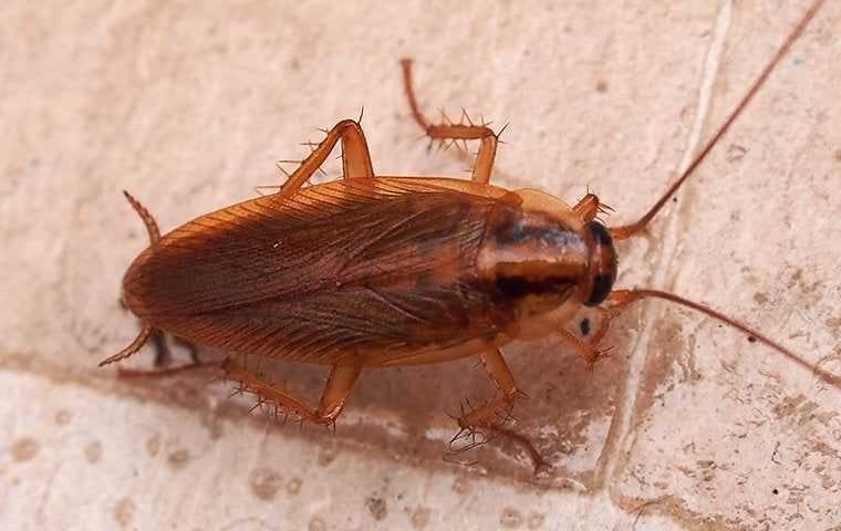 cockroach on tile