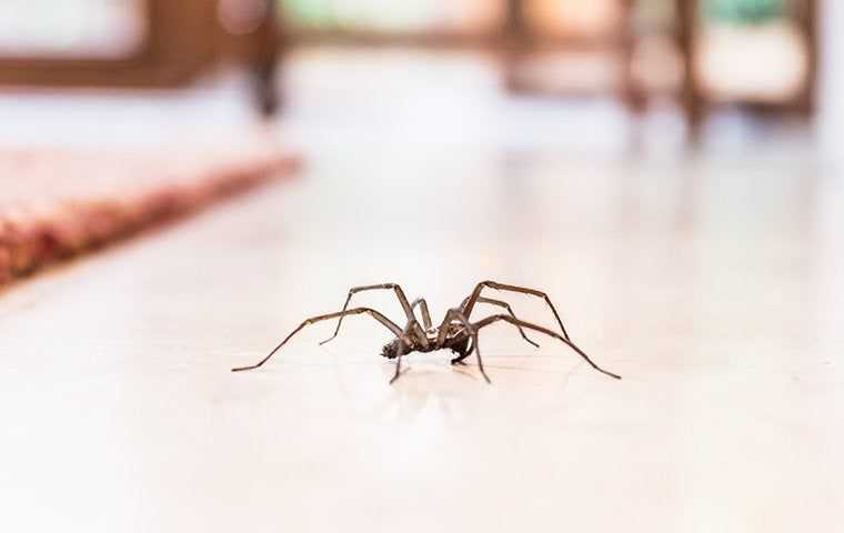 a house spider up close