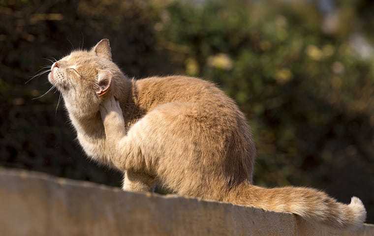 an orange cat scratching fleas