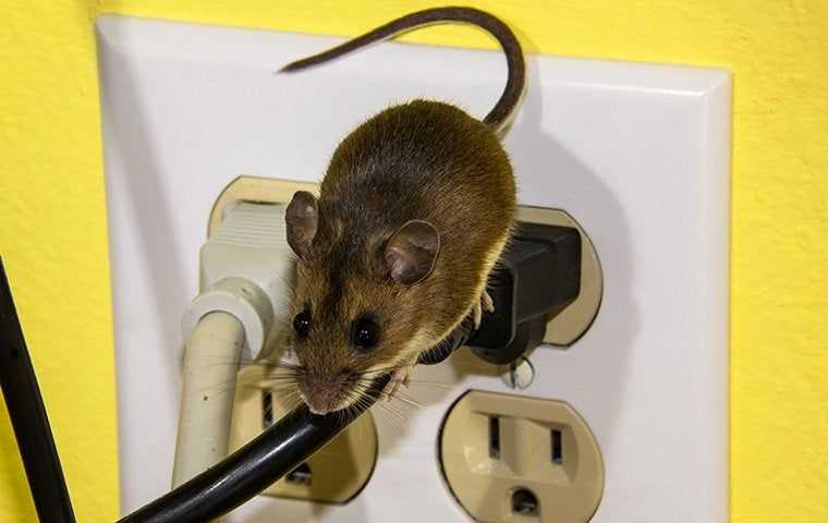 a mouse sitting on a power outlet