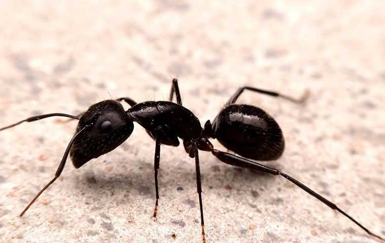 a black ant in a home
