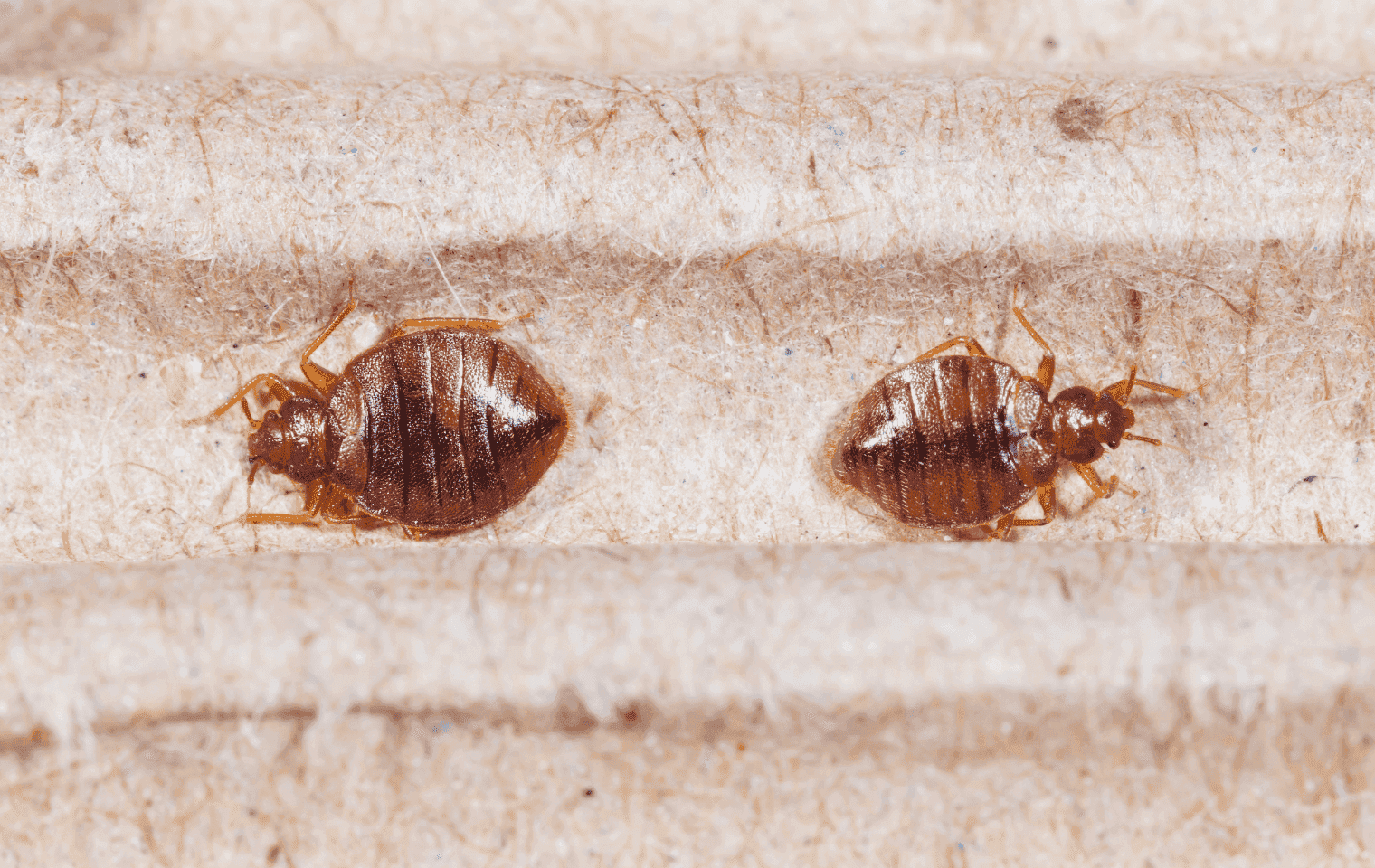 two bed bugs on a mattress