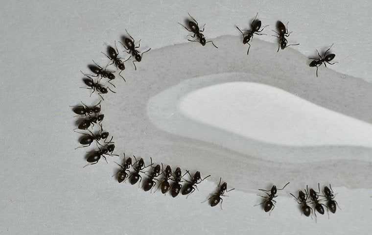 ants drinking from spilled water