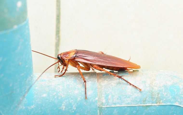 a cockroach in a home
