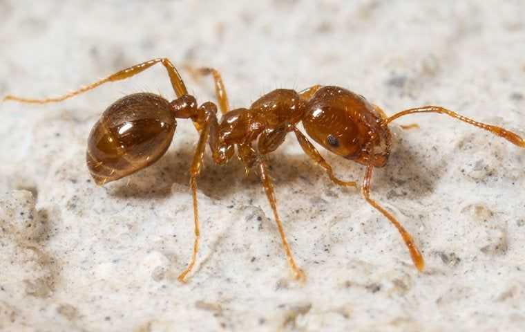 a fire ant up close
