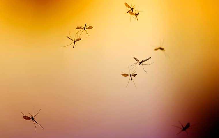 mosquitoes at sunset
