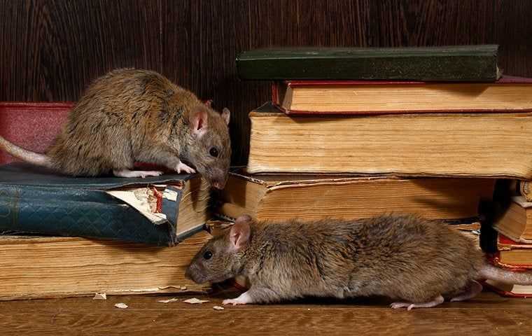 Rodent infestation chewing books