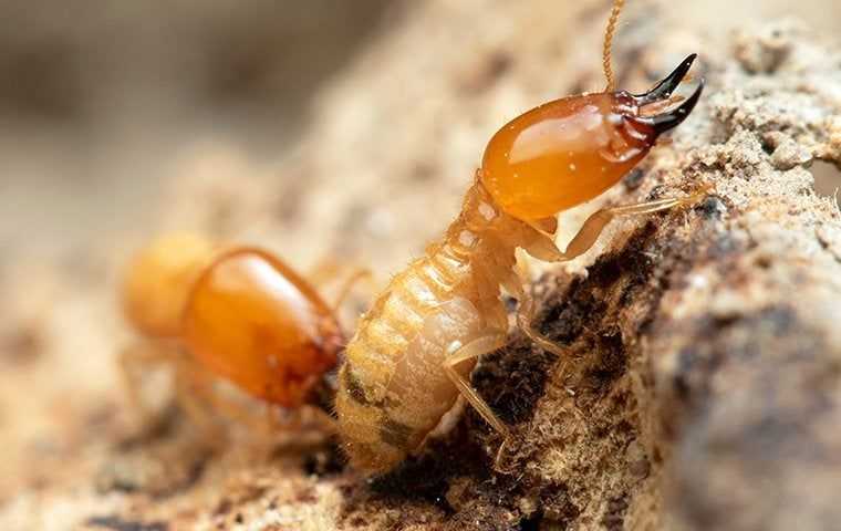 two termites crawling on wood