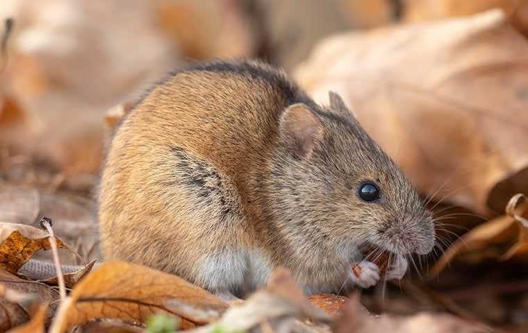 a mouse on dried leaves