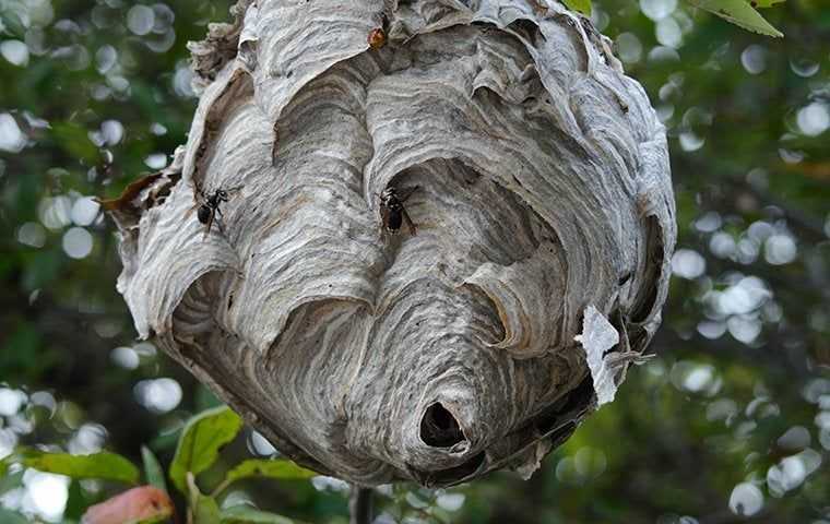Wasp nest in a tree