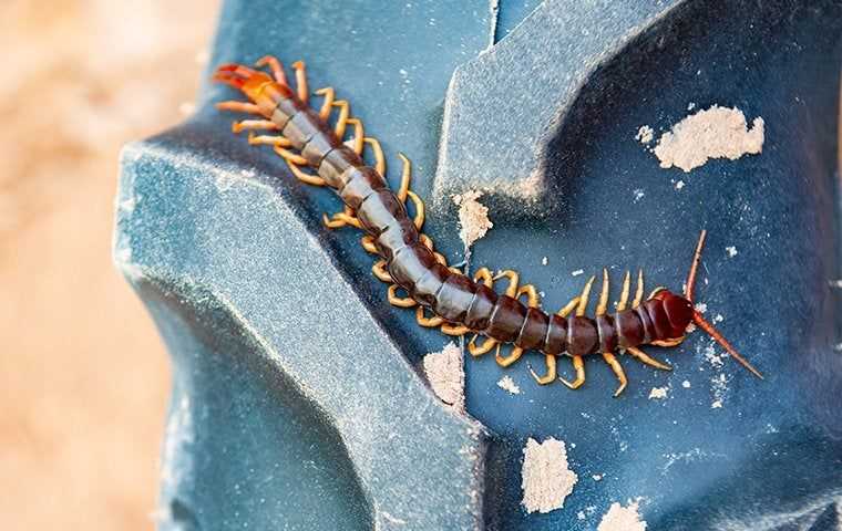 a centipede on a big tire