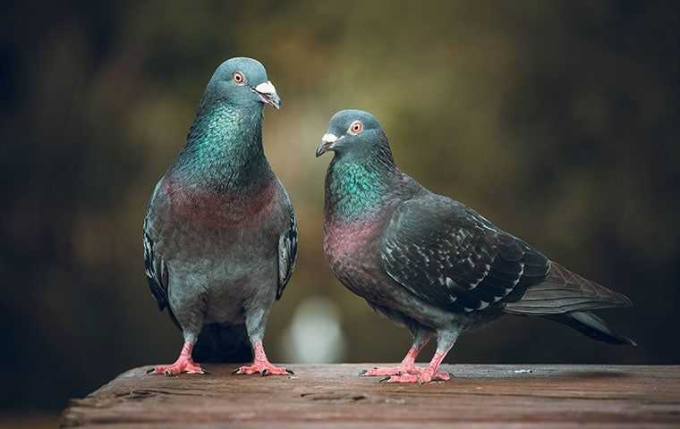 Two pigeons on a wood porch