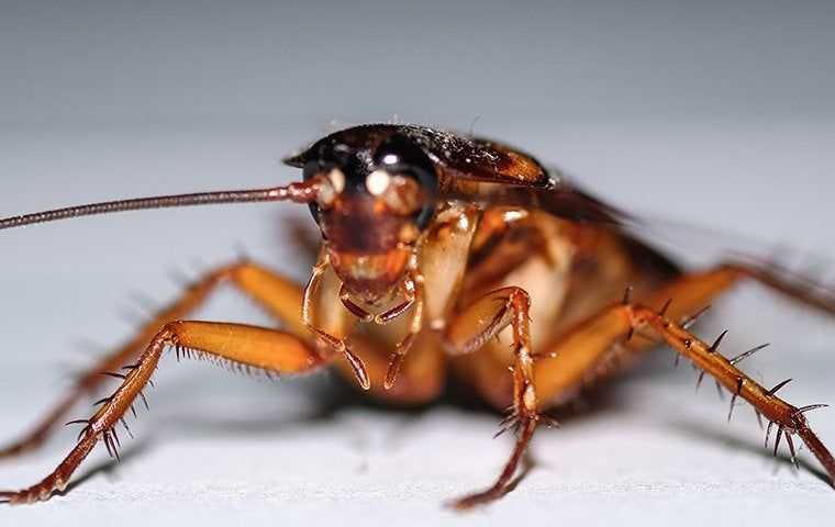 a cockroach up close