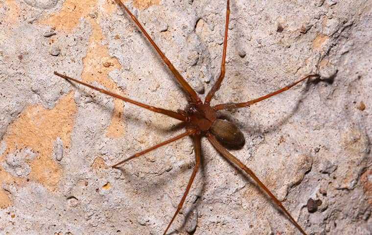 a brown recluse spider on a rock 