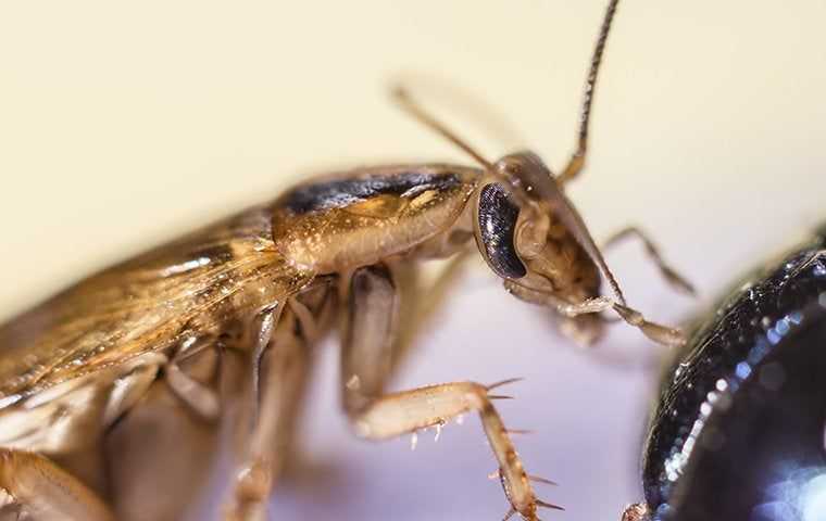 big cockroach up close