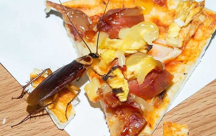 cockroach on a pizza