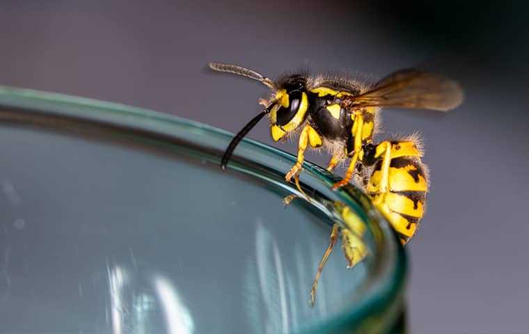 a yellow jacket on the edge of a cup