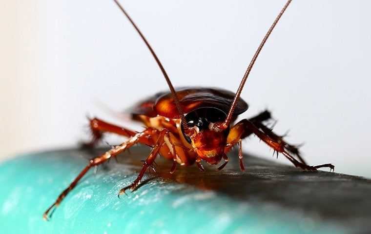 close up of cockroach indoors