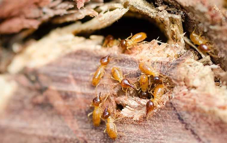 a termite on wood