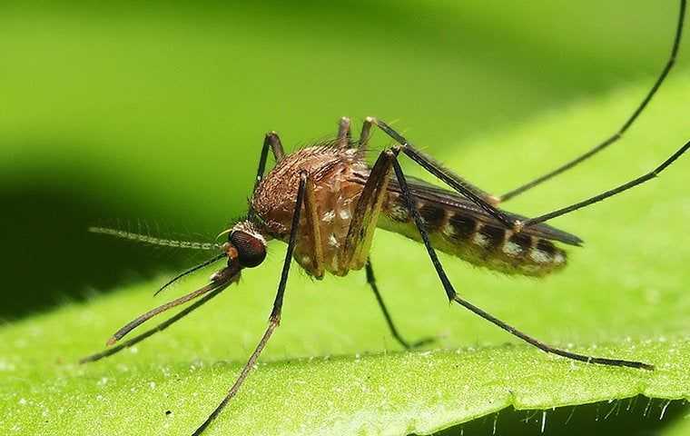 a mosquito on a big leaf