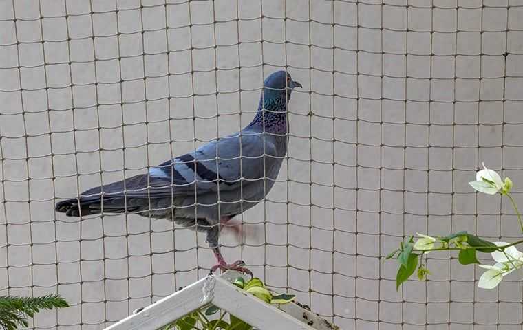 bird netting near a business