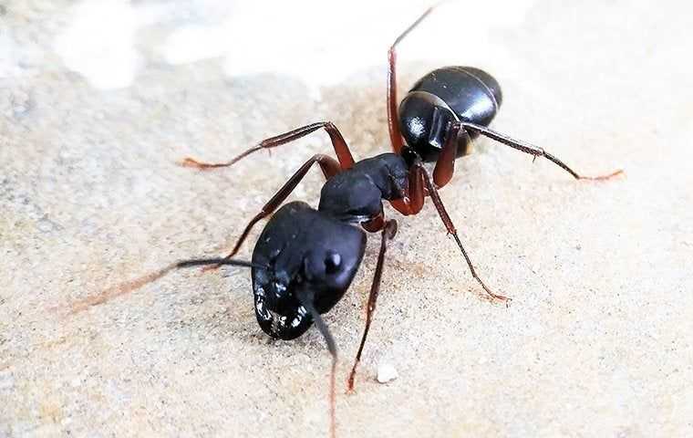 Close up of a carpenter ant crawling on wood