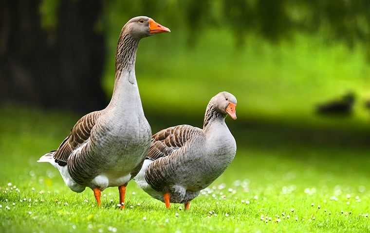 two geese in the grass