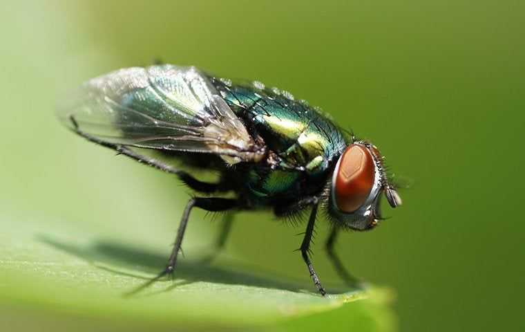a fly on a green leaf