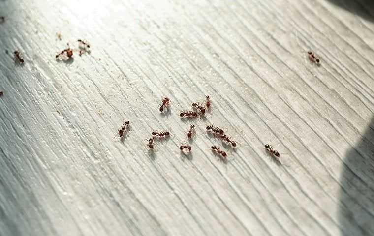 ants in a home