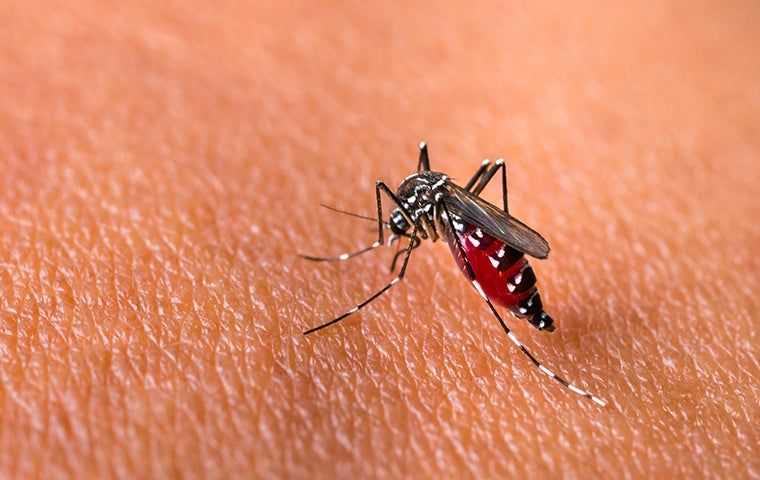 a mosquito on a persons skin