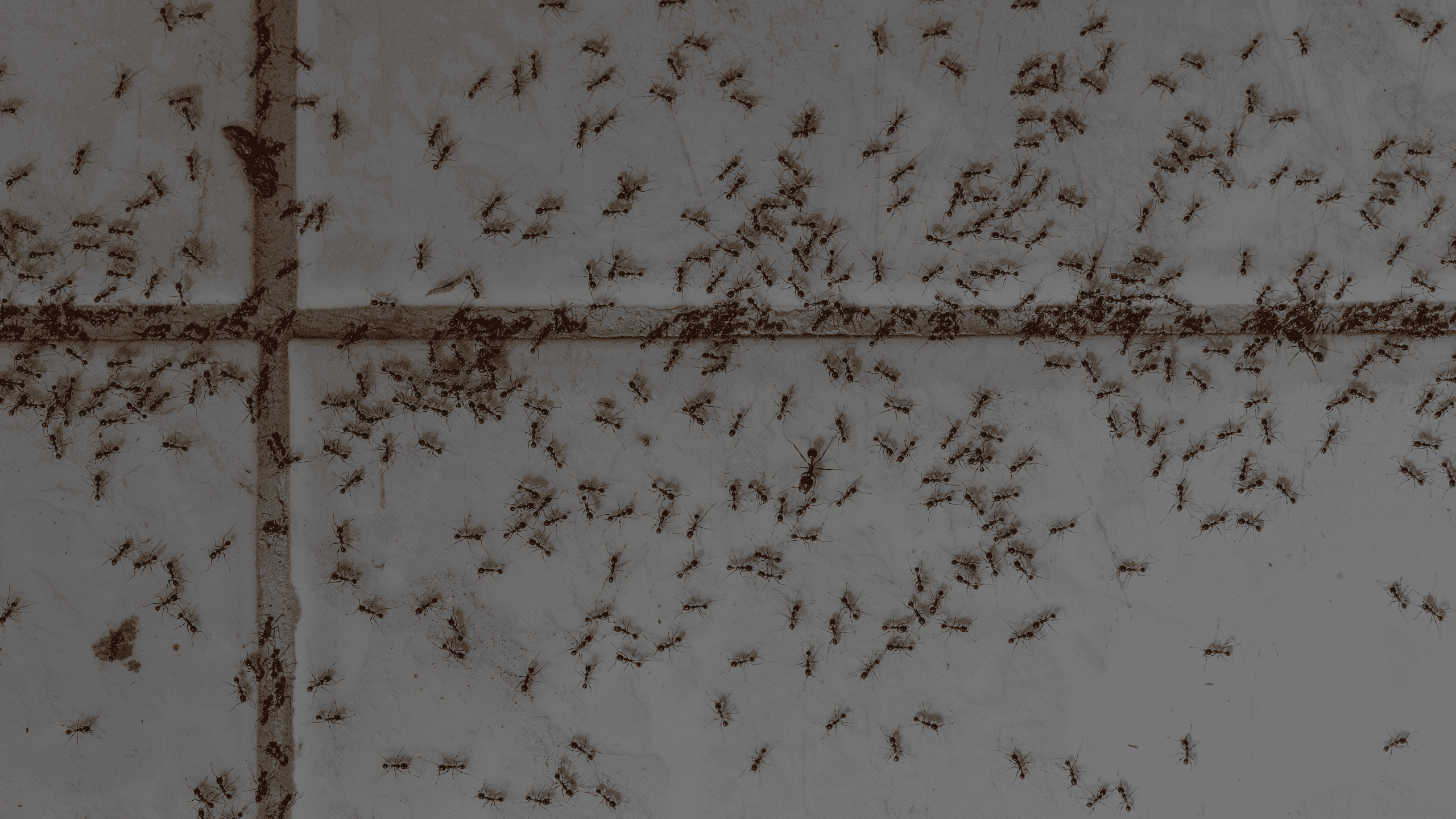 ants on a floor